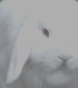 1st Nov 2012 - White rabbit white rabbit