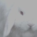 White rabbit white rabbit by jesperani