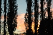 3rd Nov 2012 - Trees silhouettes