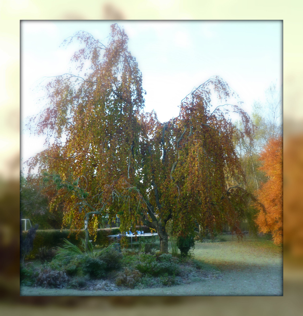 sunday weeping beech by sarah19