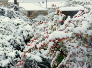 4th Nov 2012 - Snow berries