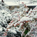 Snow berries by boxplayer