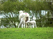 5th Nov 2012 - Late Lambs