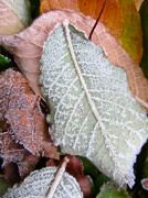4th Nov 2012 - Touch of Frost