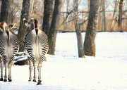 4th Nov 2012 - Zebra Bums in Snow
