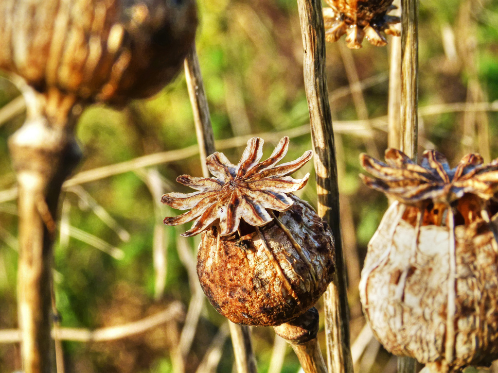 poppy seed heads by jantan