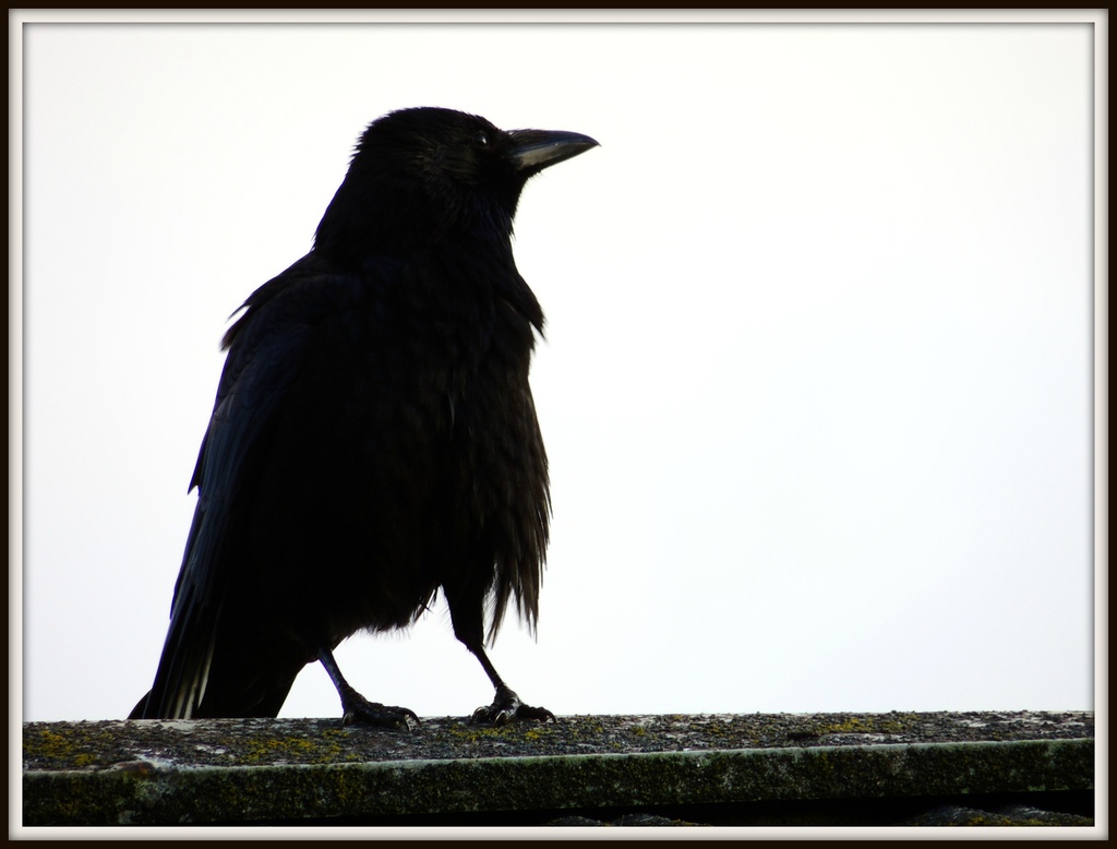 Shaggy Old Crow by rosiekind
