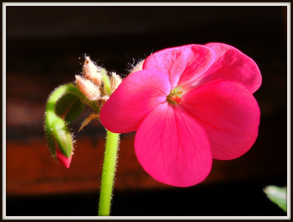 Geranium by rosiekind