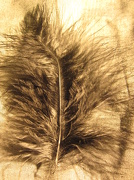 5th Nov 2012 - sepia feather