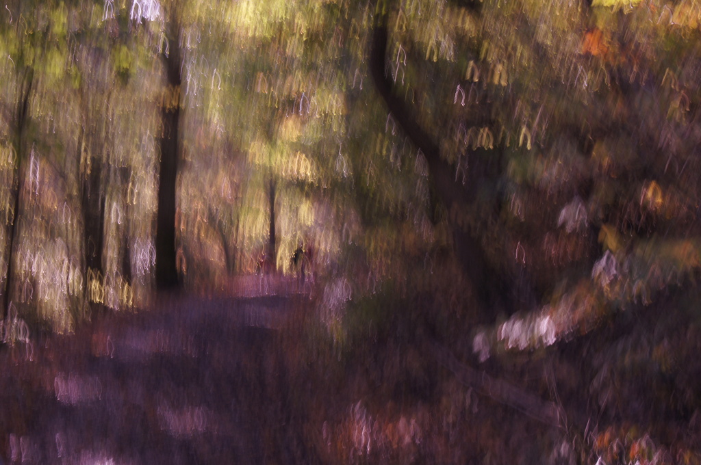 A walk in the woods (ICM) by jesperani