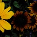Sunflower collection by dora