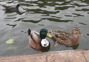 4th Nov 2012 - Ducks!