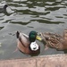 Ducks! by plainjaneandnononsense