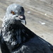 Pigeon on the Pier by calm