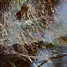 Raining webs by sugarmuser