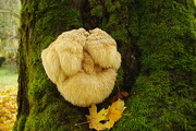 5th Nov 2012 - Muppet on a Maple Tree