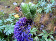 24th Oct 2012 - Inflorescence of lupin