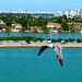Birds Eye View of Miami by myhrhelper