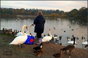 5th Nov 2012 - Swan Lake