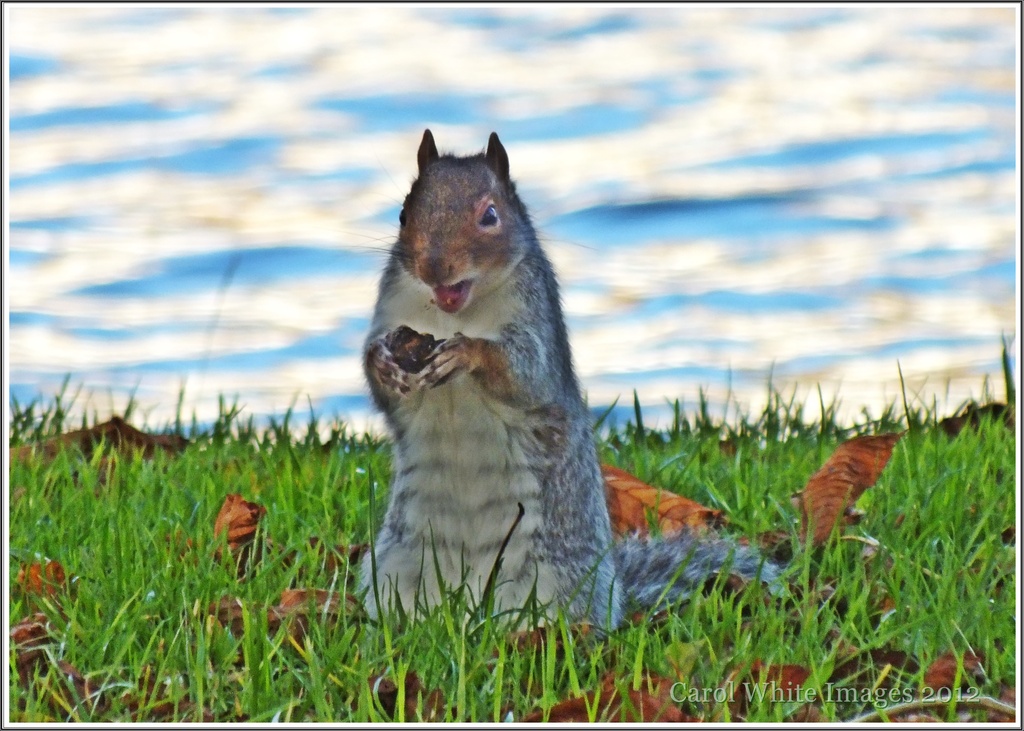 "I'm Nuts About Nuts!" by carolmw