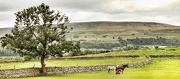 17th Sep 2012 - One day in Allendale