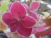 6th Nov 2012 - a lingering hydrangea flower touched with frost this morning