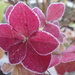 a lingering hydrangea flower touched with frost this morning by quietpurplehaze