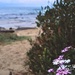 Seaside daisies by peterdegraaff
