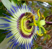 6th Nov 2012 - bee passionfruit
