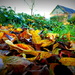 Through the leaves by nicoleterheide