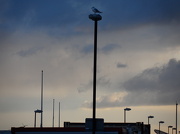 6th Nov 2012 - King of the Lamp-posts