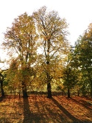 6th Nov 2012 - Autumn sunshine through trees