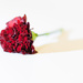 single flower by peadar
