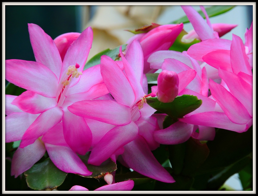 Early Christmas Cactus by rosiekind