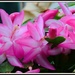 Early Christmas Cactus by rosiekind