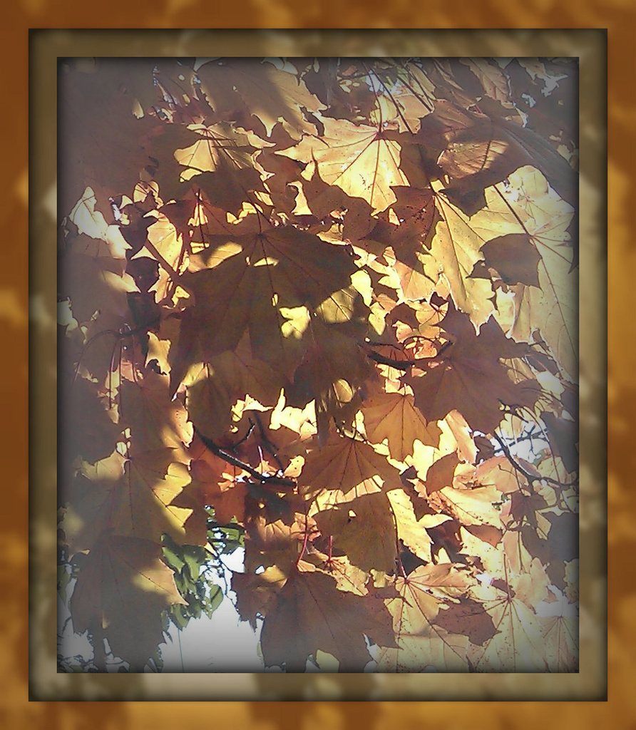 sunshine maple by sarah19