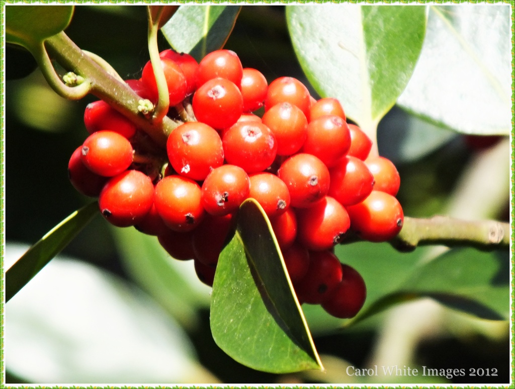 Holly Berries by carolmw