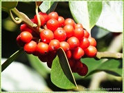 7th Nov 2012 - Holly Berries