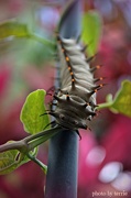 4th Nov 2012 - Fat Caterpillar