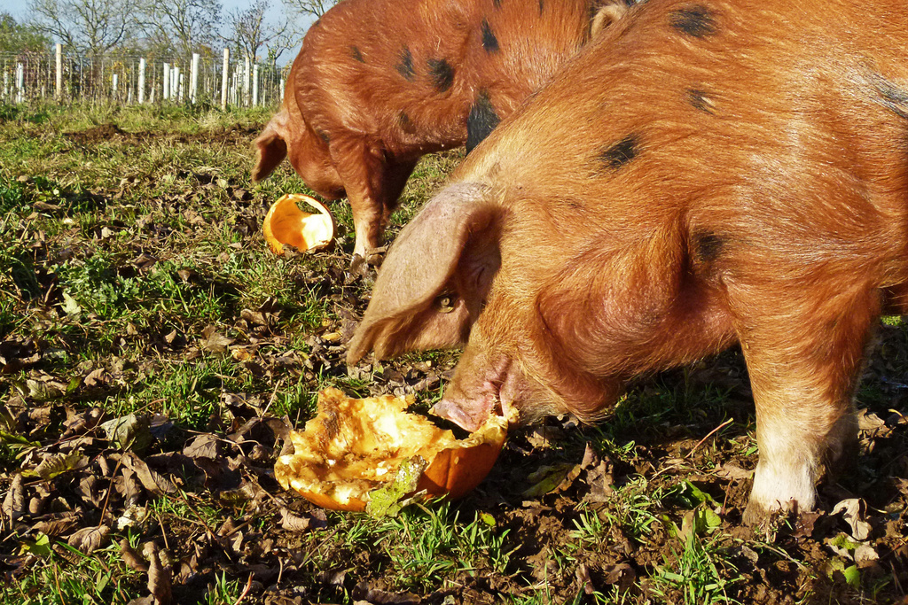 pigs like pumpkins by jantan