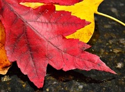 7th Nov 2012 - Red Maple over Yellow Poplar