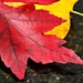 Red Maple over Yellow Poplar by soboy5