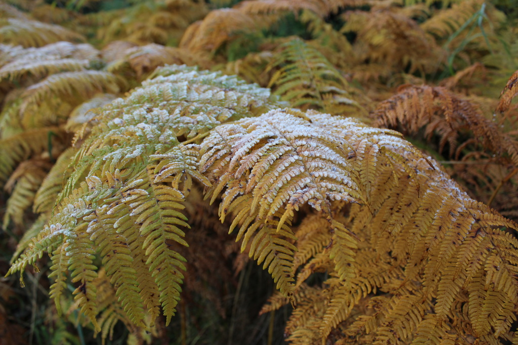 Freezing Ferns by shepherdman