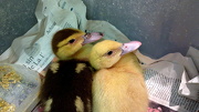 30th Oct 2012 - Duck duck