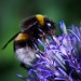 the humble bumble bee by iiwi