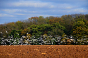 7th Nov 2012 - Field near West Leake