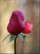 7th Nov 2012 - Last Two Garden Rose Buds
