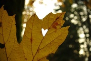 7th Nov 2012 - I HEART fall