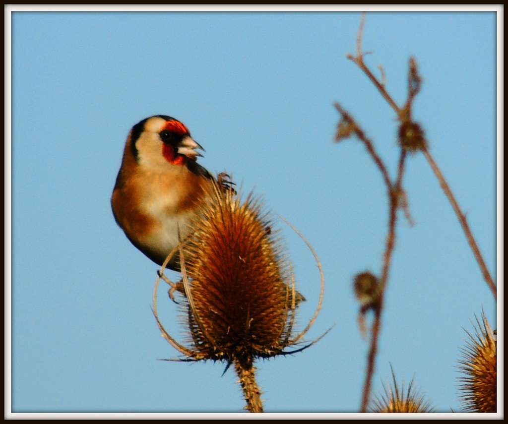 Goldfinch on Teasel by rosiekind
