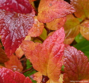 7th Nov 2012 - Foliage Aflame